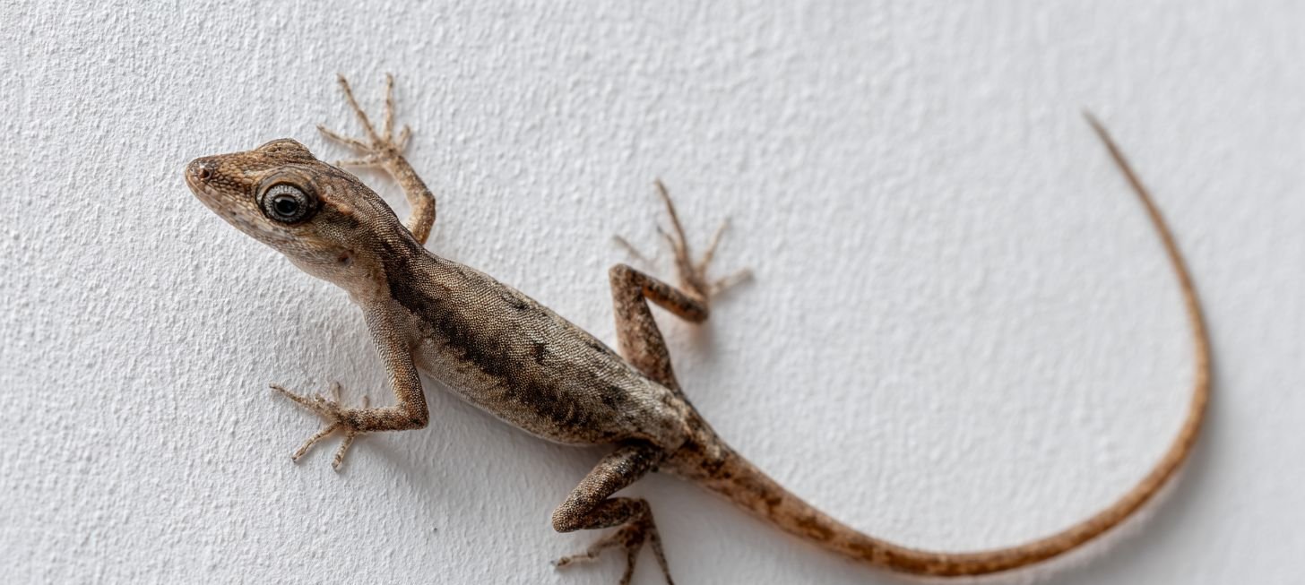 Lagartixas em casa: especialistas esclarecem por que os pequenos répteis aparecem em ambientes internos - Imagem do artigo