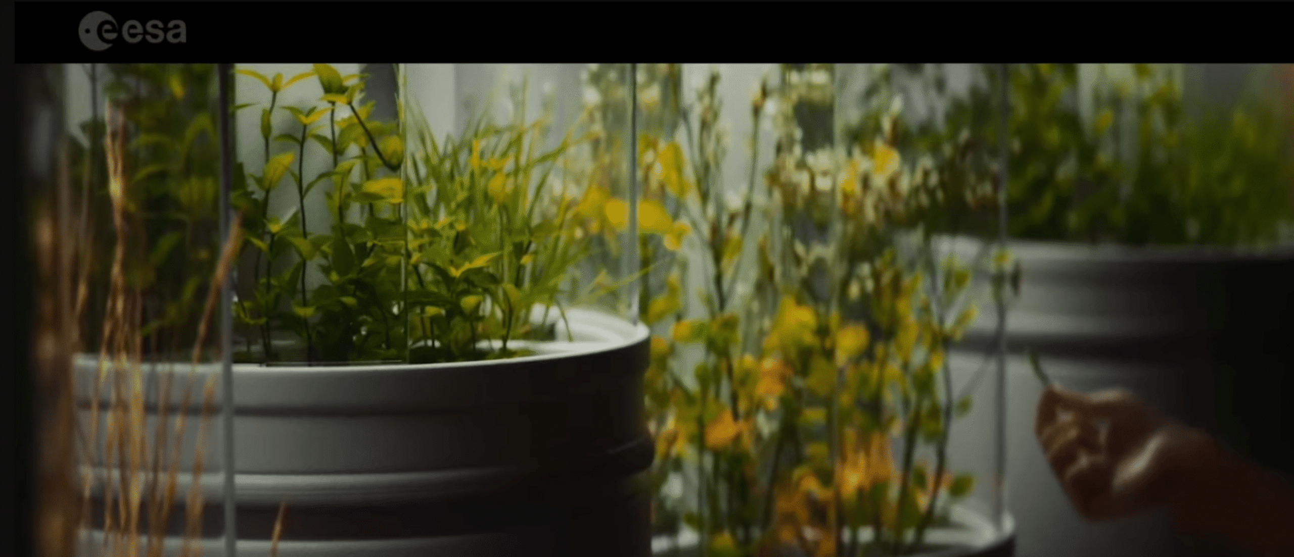 Chá na Lua: experimento britânico indica potencial agrícola do solo lunar - Imagem do artigo